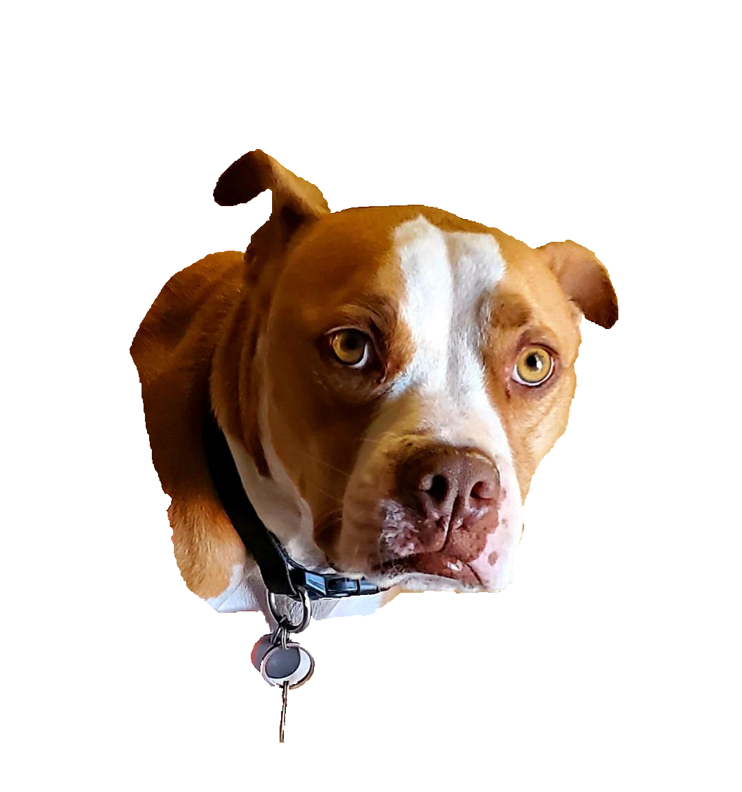 Biker or Doggy Bandanas